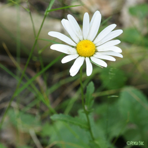 Marguerite - Leucanthemum vulgare