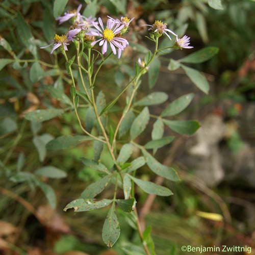 Marguerite de la Saint-Michel - Aster amellus