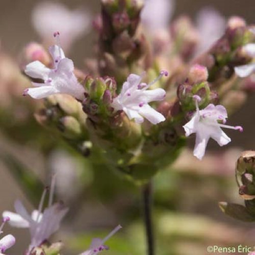 Marjolaine sauvage - Origanum vulgare