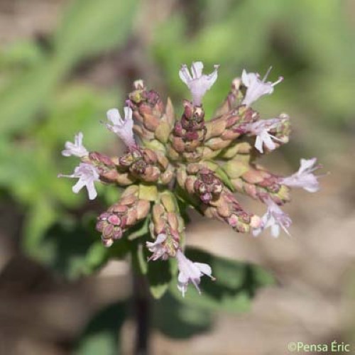 Marjolaine sauvage - Origanum vulgare