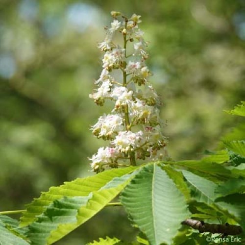 Marronnier d'Inde - Aesculus hippocastanum