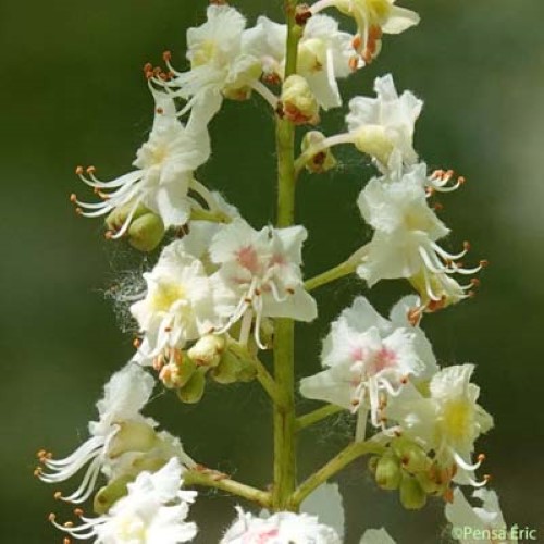 Marronnier d'Inde - Aesculus hippocastanum