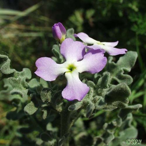 Matthiole à fruits à trois cornes - Matthiola tricuspidata