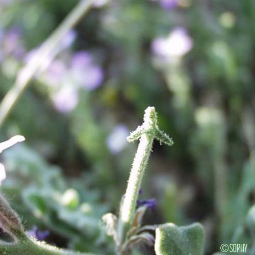 Matthiole à fruits à trois cornes - Matthiola tricuspidata