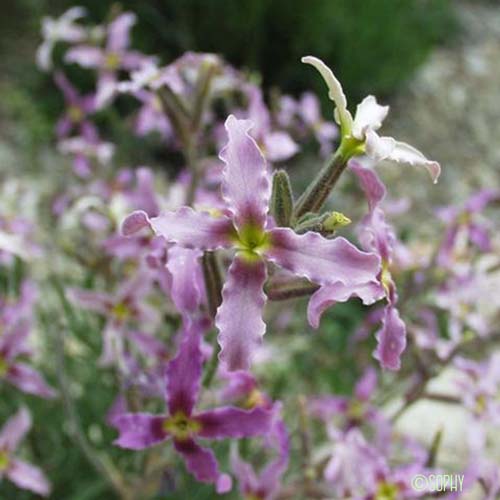 Matthiole en buisson - Matthiola fruticulosa