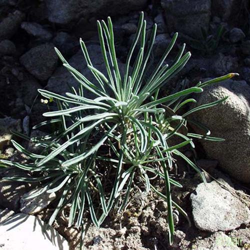 Matthiole en buisson - Matthiola fruticulosa