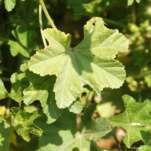 Mauve à petites fleurs - Malva parviflora