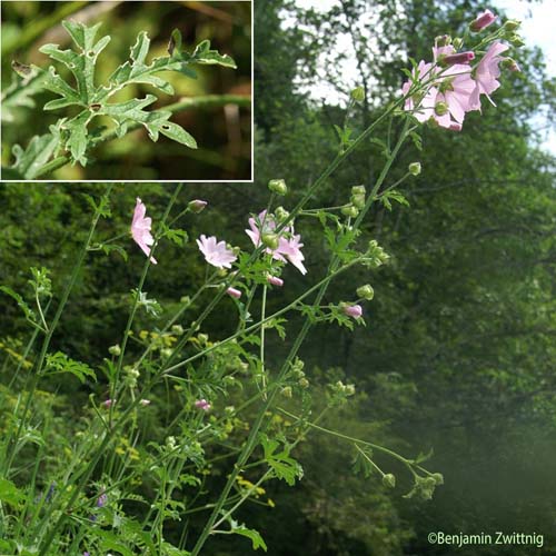 Mauve alcée - Malva alcea