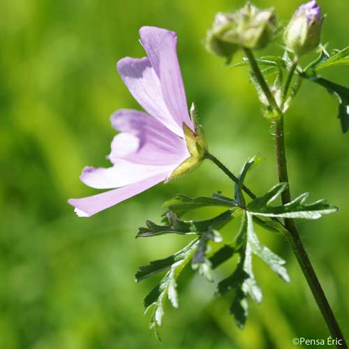 Mauve musquée - Malva moschata