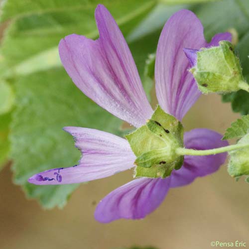 Mauve sylvestre - Malva sylvestris