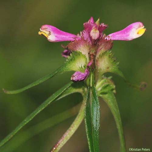 Mélampyre à crêtes - Melampyrum cristatum