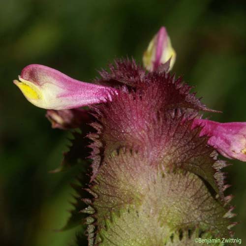 Mélampyre à crêtes - Melampyrum cristatum