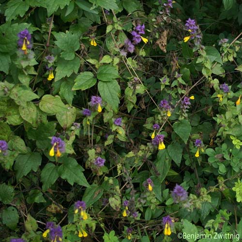 Mélampyre des bois - Melampyrum sylvaticum