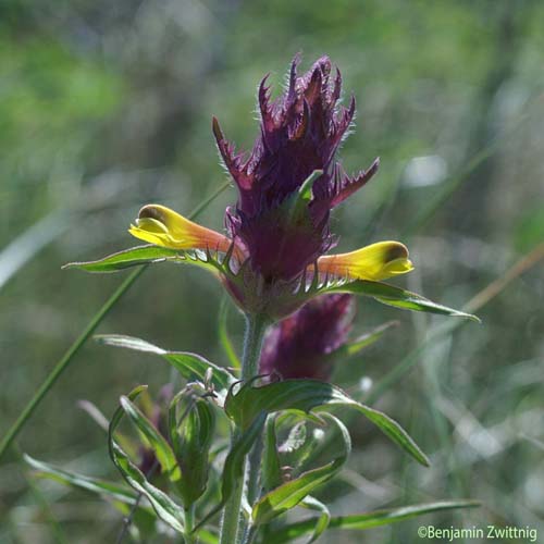 Mélampyre des champs - Melampyrum arvense