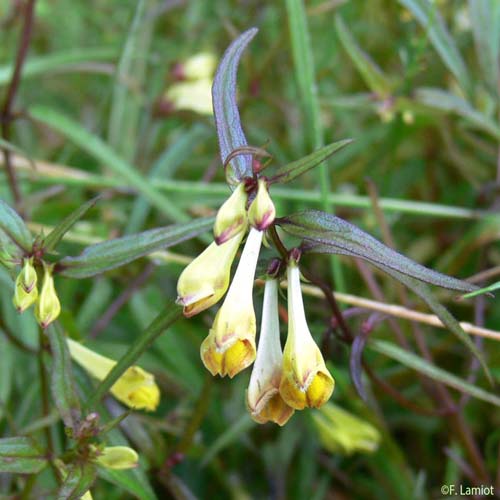 Mélampyre des prés - Melampyrum pratense