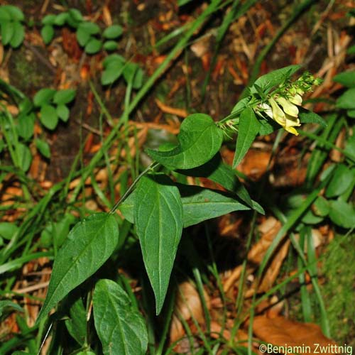 Mélampyre des prés - Melampyrum pratense