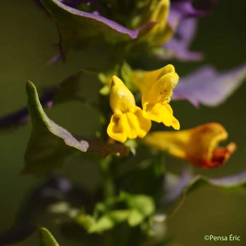 Mélampyre du Pays de Vaud - Melampyrum nemorosum subsp. catalaunicum