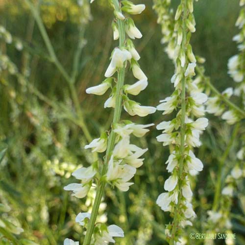 Mélilot blanc - Melilotus albus