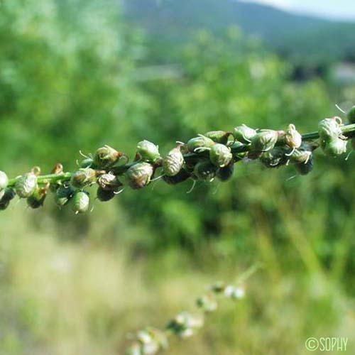 Mélilot blanc - Melilotus albus