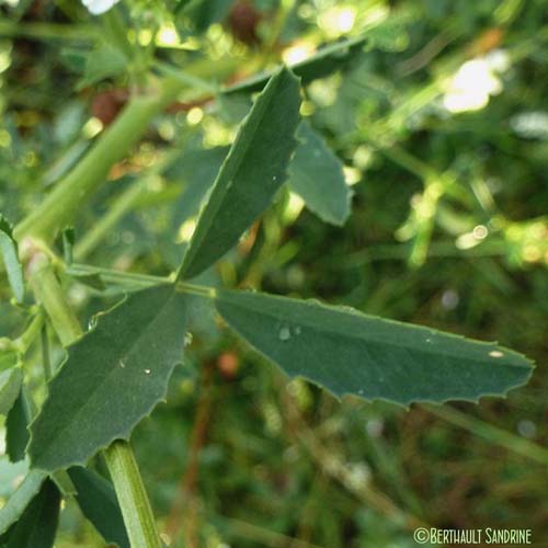 Mélilot blanc - Melilotus albus