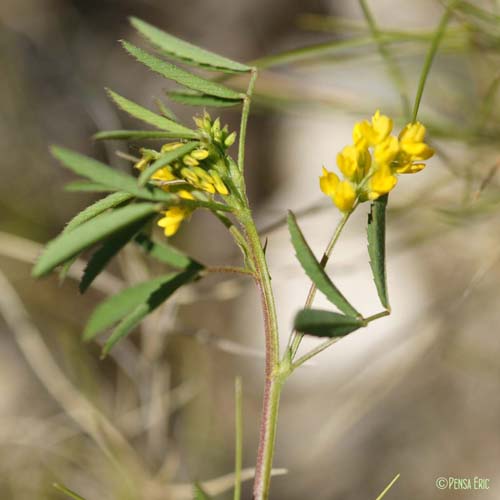 Mélilot sillonné - Melilotus sulcatus