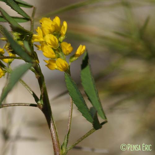 Mélilot sillonné - Melilotus sulcatus