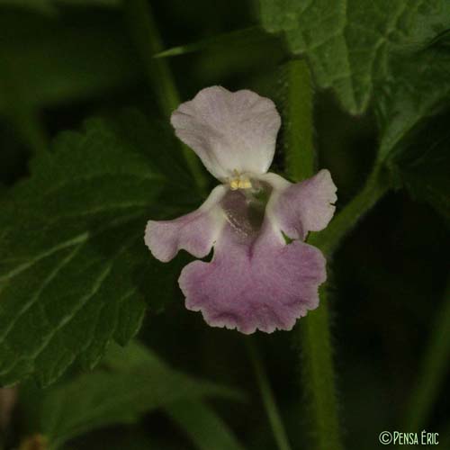 Mélitte à feuilles de mélisse - Melittis melissophyllum subsp. melissophyllum