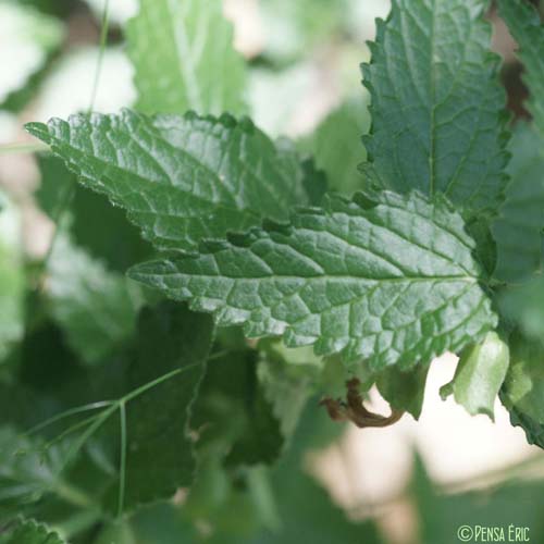 Mélitte à feuilles de mélisse - Melittis melissophyllum subsp. melissophyllum