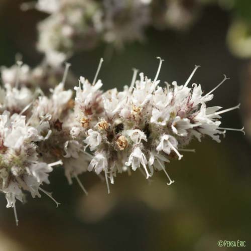 Menthe à feuilles rondes - Mentha suaveolens