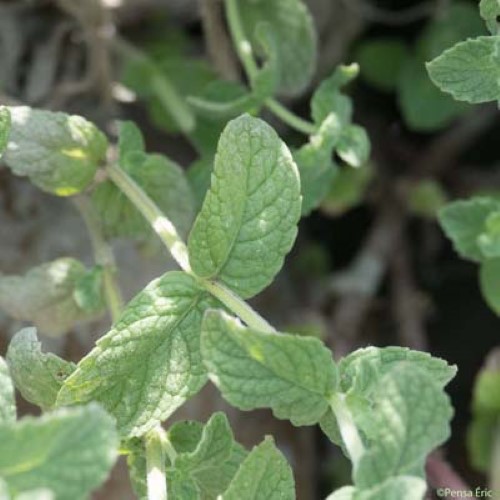 Menthe à feuilles rondes - Mentha suaveolens subsp. suaveolens