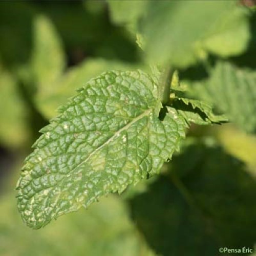 Menthe en épi - Mentha spicata