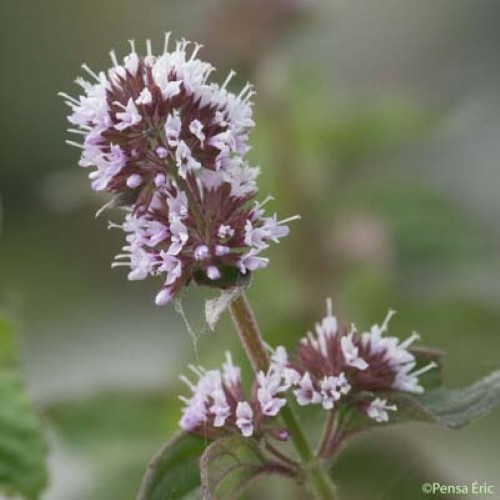 Menthe pouliot - Mentha pulegium