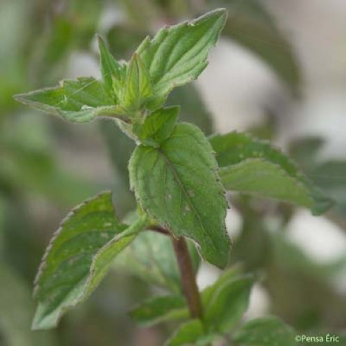 Menthe pouliot - Mentha pulegium