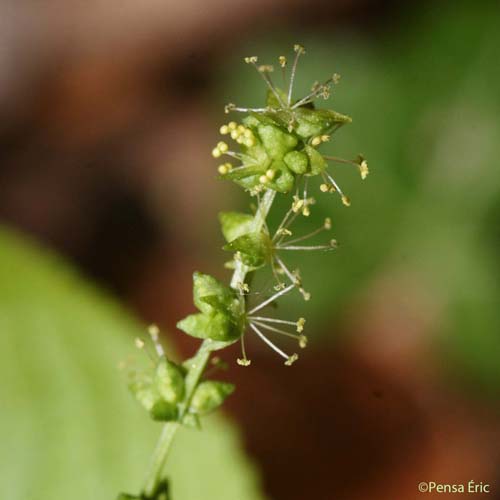 Mercuriale annuelle - Mercurialis annua