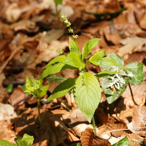 Mercuriale annuelle - Mercurialis annua