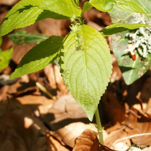 Mercuriale annuelle - Mercurialis annua