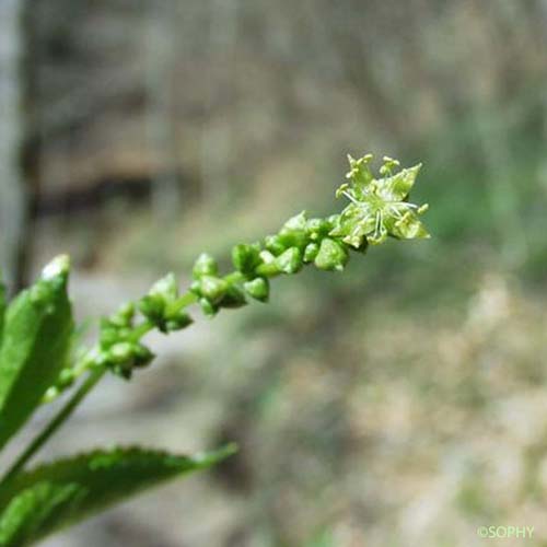 Mercuriale vivace - Mercurialis perennis