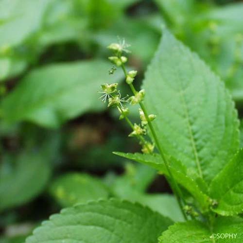 Mercuriale vivace - Mercurialis perennis