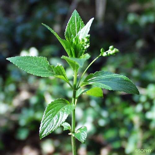 Mercuriale vivace - Mercurialis perennis