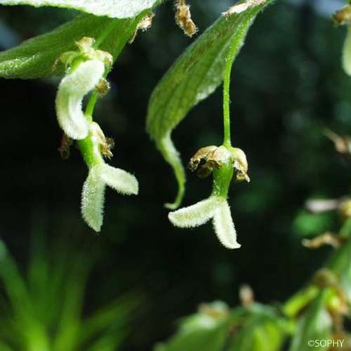 Micocoulier de Provence - Celtis australis