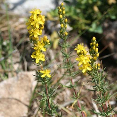 Millepertuis à feuilles d'Hysope - Hypericum hyssopifolium