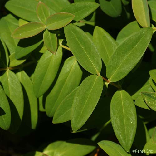 Millepertuis à grandes fleurs - Hypericum calycinum