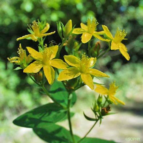 Millepertuis à quatre ailes - Hypericum tetrapterum