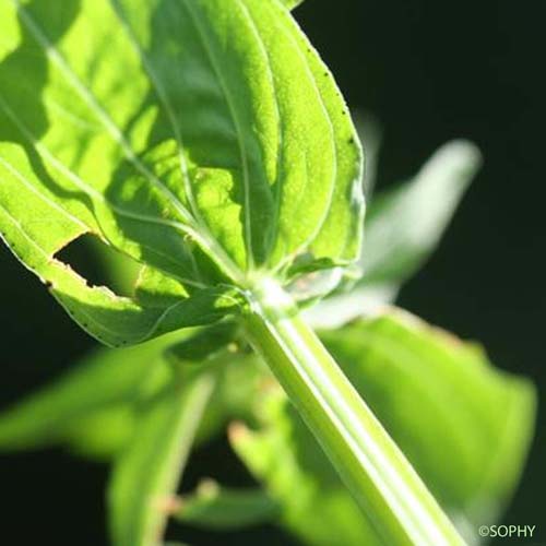 Millepertuis à quatre ailes - Hypericum tetrapterum