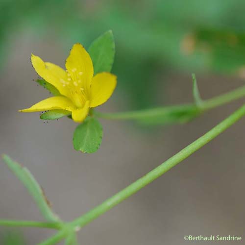 Millepertuis couché - Hypericum humifusum