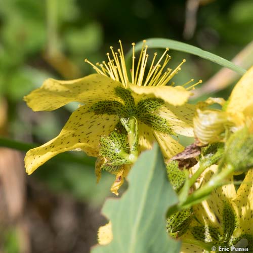 Millepertuis de Richer - Hypericum richeri subsp. richeri