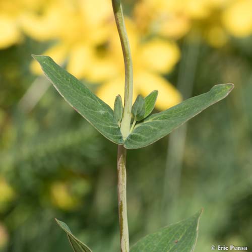 Millepertuis de Richer - Hypericum richeri subsp. richeri