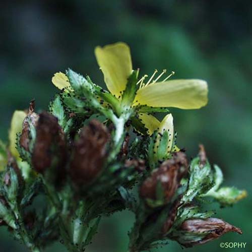 Millepertuis des montagnes - Hypericum montanum