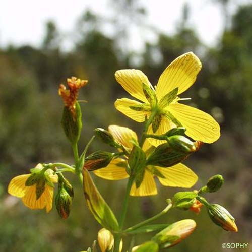 Millepertuis du Midi - Hypericum australe