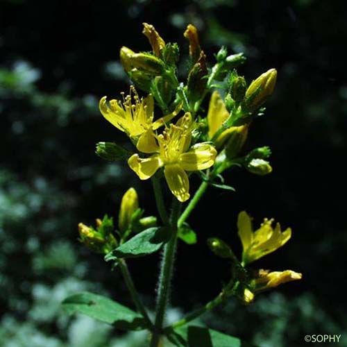 Millepertuis hérissé - Hypericum hirsutum